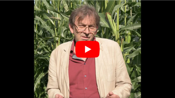 Video abspielen